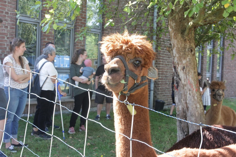 Alpakas als besondere Gäste