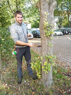 Hammer verrät Baumkrankheiten