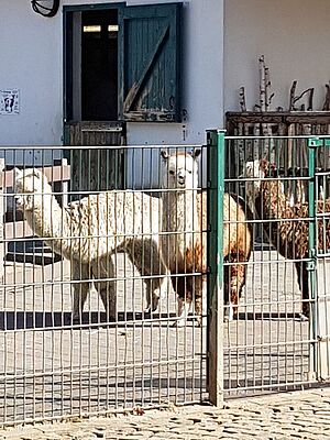 Vorschulkinder begrüßten die Alpakas im Gysenberg