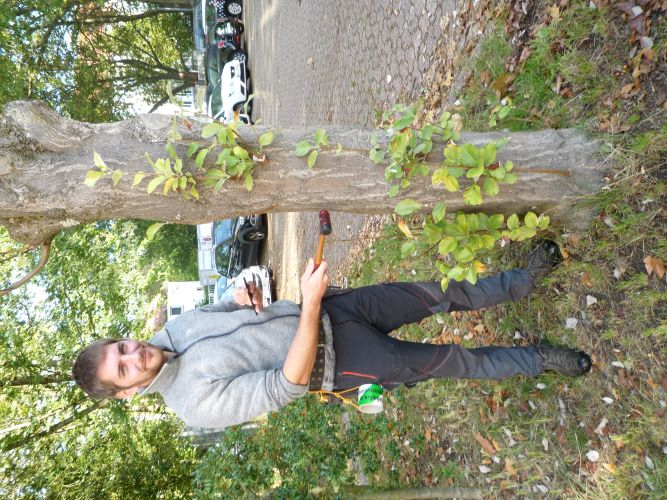 Hammer verrät Baumkrankheiten