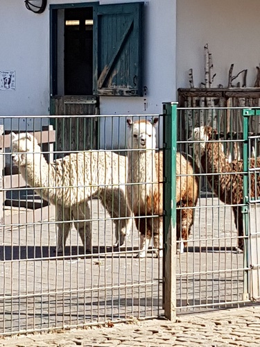 Vorschulkinder begrüßten die Alpakas im Gysenberg
