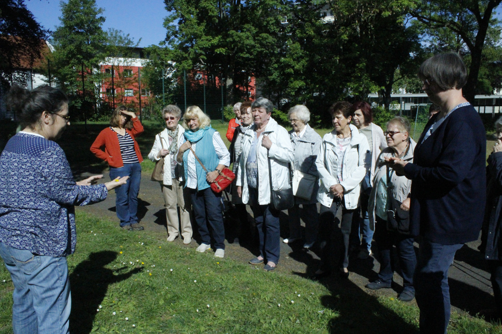 Salat wächst oft vor der Haustür